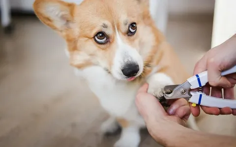 Mobile Dog Nail Trimming